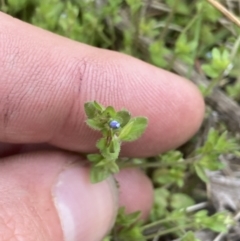 Veronica arvensis at Yaouk, NSW - 19 Nov 2022 03:56 PM