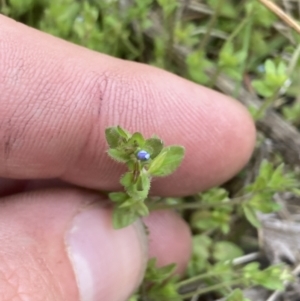 Veronica arvensis at Yaouk, NSW - 19 Nov 2022 03:56 PM