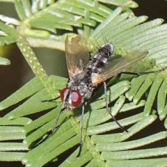 Sumpigaster sp. (genus) (A bristle fly) at O'Connor, ACT - 18 Dec 2022 by ConBoekel