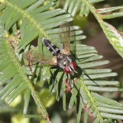Sumpigaster sp. (genus) at O'Connor, ACT - 18 Dec 2022