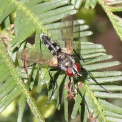 Sumpigaster sp. (genus) at O'Connor, ACT - 18 Dec 2022