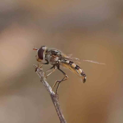 Syrphini sp. (tribe) (Unidentified syrphine hover fly) at O'Connor, ACT - 18 Dec 2022 by ConBoekel