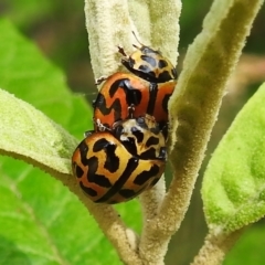 Cleobora mellyi (Southern Ladybird) at Paddys River, ACT - 20 Dec 2022 by JohnBundock