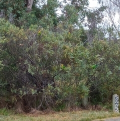 Polytelis swainsonii at Amaroo, ACT - suppressed