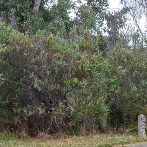 Polytelis swainsonii at Amaroo, ACT - suppressed