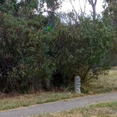 Polytelis swainsonii at Amaroo, ACT - suppressed