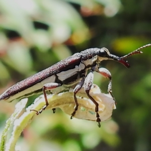 Rhinotia suturalis at Paddys River, ACT - 21 Dec 2022