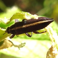 Rhinotia suturalis at Paddys River, ACT - 21 Dec 2022