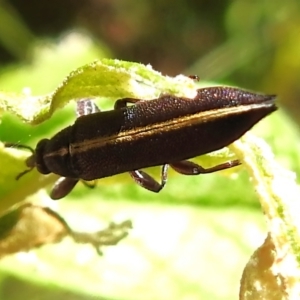 Rhinotia suturalis at Paddys River, ACT - 21 Dec 2022