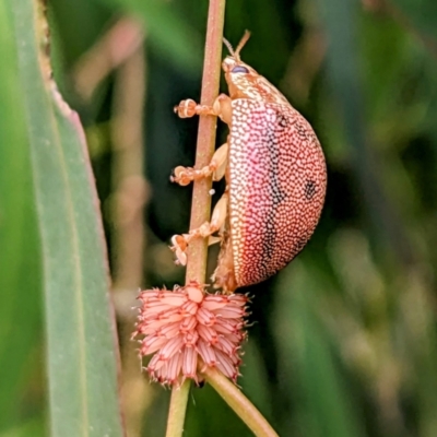 Paropsis atomaria (Eucalyptus leaf beetle) at Stromlo, ACT - 21 Dec 2022 by HelenCross