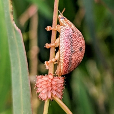 Paropsis atomaria (Eucalyptus leaf beetle) at Lions Youth Haven - Westwood Farm A.C.T. - 21 Dec 2022 by HelenCross