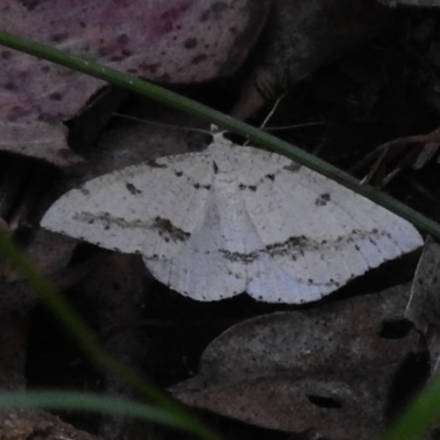 Taxeotis stereospila (Oval-spot Taxeotis (Oenochrominae)) at Paddys River, ACT - 21 Dec 2022 by JohnBundock