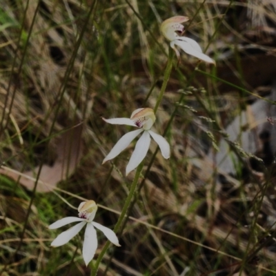 Caladenia moschata (Musky Caps) at Tidbinbilla Nature Reserve - 21 Dec 2022 by JohnBundock