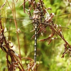 Notoaeschna sagittata (Southern Riffle Darner) at Paddys River, ACT - 21 Dec 2022 by JohnBundock