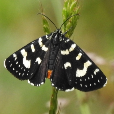 Phalaenoides tristifica (Willow-herb Day-moth) at Paddys River, ACT - 21 Dec 2022 by JohnBundock