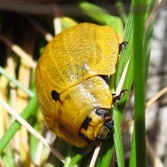 Paropsis augusta (A eucalypt leaf beetle) at Namadgi National Park - 22 Dec 2022 by JohnBundock