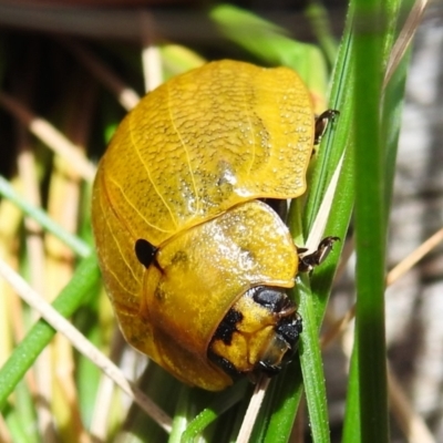 Paropsis augusta (A eucalypt leaf beetle) at Cotter River, ACT - 22 Dec 2022 by JohnBundock