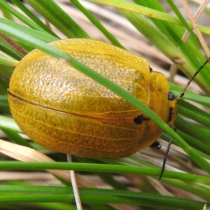 Paropsis augusta at Cotter River, ACT - 22 Dec 2022