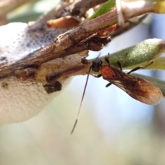 Braconidae (family) (Unidentified braconid wasp) at Murrumbateman, NSW - 20 Dec 2022 by SimoneC