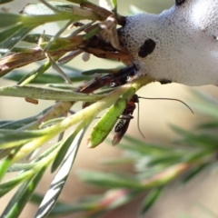 Braconidae (family) at Murrumbateman, NSW - 20 Dec 2022