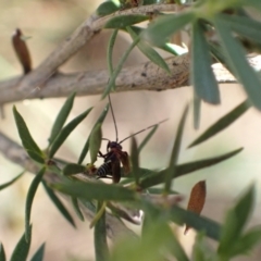 Braconidae (family) at Murrumbateman, NSW - 20 Dec 2022