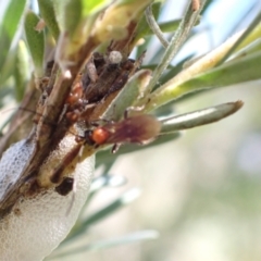 Braconidae (family) at Murrumbateman, NSW - 20 Dec 2022