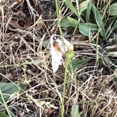 Paramsacta marginata (Donovan's Tiger Moth) at Kingston, ACT - 10 Dec 2022 by RAllen