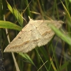 Taxeotis stereospila (Taxeotis stereospila) at Cotter River, ACT - 21 Dec 2022 by JohnBundock