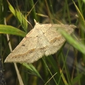 Taxeotis stereospila at Cotter River, ACT - 21 Dec 2022