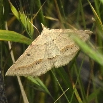 Taxeotis stereospila (Oval-spot Taxeotis (Oenochrominae)) at Cotter River, ACT - 21 Dec 2022 by JohnBundock