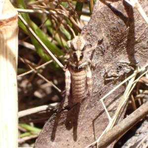 Oedaleus australis at Murrumbateman, NSW - 9 Dec 2022