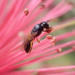 Hyphesma atromicans at Murrumbateman, NSW - 10 Dec 2022 by SimoneC