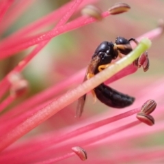 Hyphesma atromicans at Murrumbateman, NSW - 10 Dec 2022