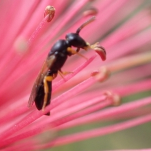 Hyphesma atromicans at Murrumbateman, NSW - 10 Dec 2022