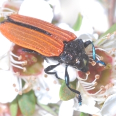 Castiarina nasuta (A jewel beetle) at Oallen, NSW - 22 Dec 2022 by Harrisi