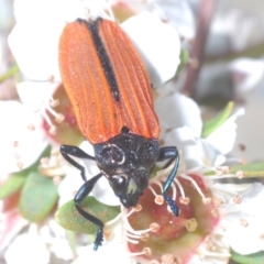 Castiarina nasuta at Oallen, NSW - 22 Dec 2022