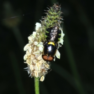 Odontomyia hunteri at Ainslie, ACT - 21 Dec 2022