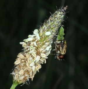 Odontomyia hunteri at Ainslie, ACT - 21 Dec 2022 04:46 PM