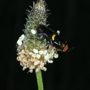 Odontomyia hunteri at Ainslie, ACT - 21 Dec 2022 04:46 PM