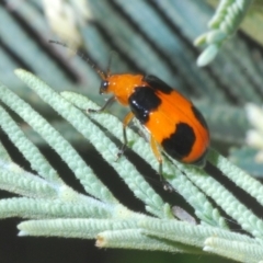 Aulacophora hilaris (Pumpkin Beetle) at QPRC LGA - 21 Dec 2022 by Harrisi