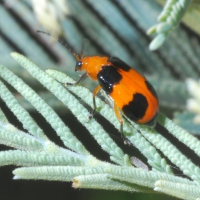 Aulacophora hilaris (Pumpkin Beetle) at Oallen, NSW - 21 Dec 2022 by Harrisi