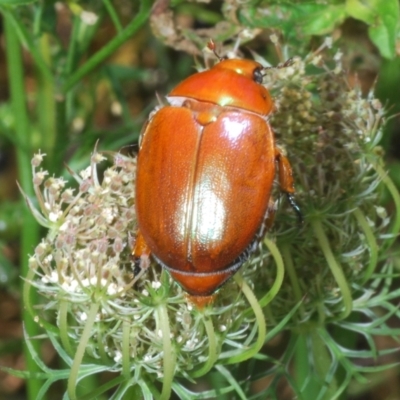 Anoplognathus viriditarsis (Green-footed Christmas beetle) at Moruya, NSW - 19 Dec 2022 by Harrisi