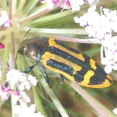 Castiarina jospilota (A jewel beetle) at Moruya, NSW - 19 Dec 2022 by Harrisi
