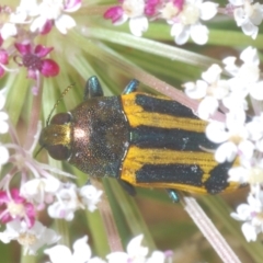 Castiarina jospilota at Moruya, NSW - 19 Dec 2022