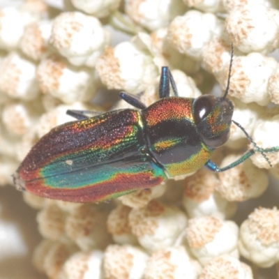 Selagis caloptera (Caloptera jewel beetle) at Moruya, NSW - 19 Dec 2022 by Harrisi