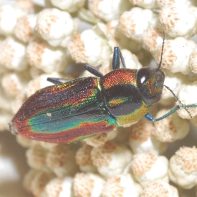 Selagis caloptera (Caloptera jewel beetle) at Moruya, NSW - 20 Dec 2022 by Harrisi