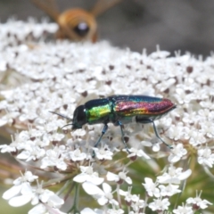 Selagis caloptera at Moruya, NSW - 20 Dec 2022 09:40 AM