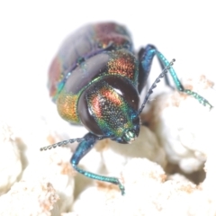 Selagis caloptera at Moruya, NSW - 20 Dec 2022