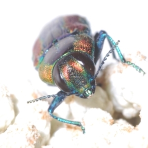 Selagis caloptera at Moruya, NSW - 20 Dec 2022