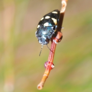 Astraeus (Astraeus) pygmaeus at Kiora, NSW - 20 Dec 2022